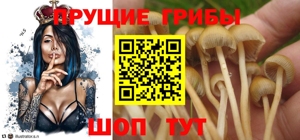 Галлюциногенные грибы Cubensis Чебоксары